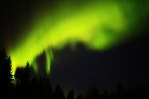 Northern lights behind a forest silhouette in lapland photo