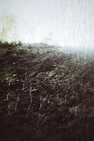 Grungy shot of ivy Hedera helix, growing on a rock cliff photo