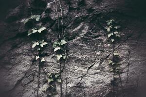 Grungy shot of ivy Hedera helix, growing on a rock cliff photo