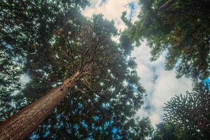 Upward view of a giant redwood Sequoiadendron giganteum photo