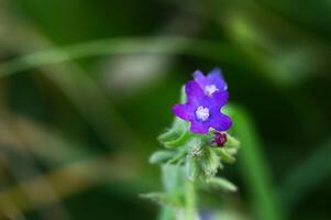 Purple flower of Anchusa officinalis, the common bugloss photo