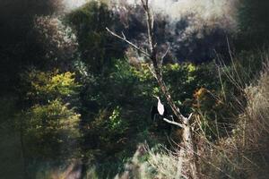 A single cormorant Phalacrocorax carbo sitting on a dead tree photo