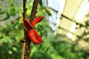 Fruits of the Kola tree Cola caracifolia growing in a greenhouse photo