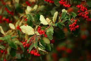 Ripe berries of the Swedish whitebeam Sorbus intermedia photo