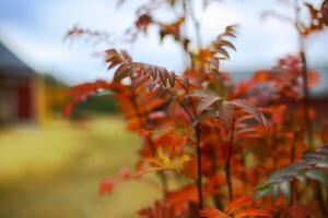 Red whitebeam leaves in front of Swedish house in autumn photo