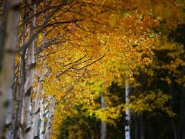 Row of birches in yellow autumn colors photo