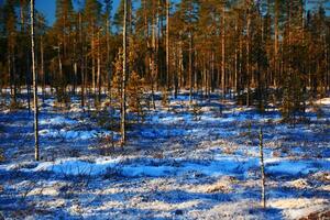 Blue sky and snow in a sparse northern Swedish forest photo