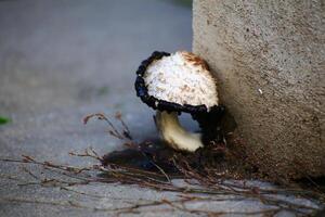 Mushroom growing from a rotting house wall Shaggy ink cap - Coprinus comatus photo