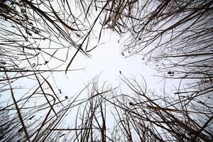 Conceptual wide angle upward shot in a thicket photo
