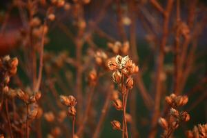 Fruits of rose mallow Hibiscus syriacus in winter sunlight photo