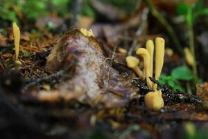 Macro of yellow fruit bodies of Clavariadelphus ligula, a club fungus species photo