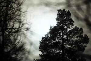 Pine and defocused twigs in backlight on a misty day photo