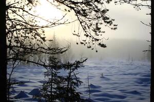 Frozen mire in the north of Sweden photo