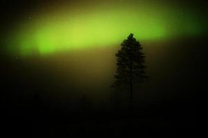 Northern lights behind a tree silhouette on a misty day in lapland photo