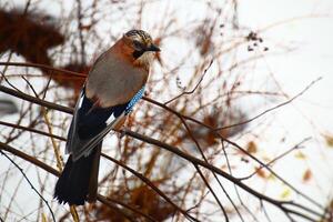 Eurasian jay Garrulus glandarius sitting on a twig in winter photo