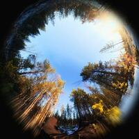 Wide angle upward shot, lying in the Swedish forest photo
