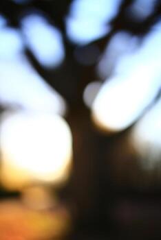Conceptual shot of defocused tree in backlight photo
