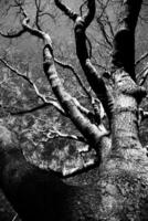 Conceptual black and white upward shot of a bare tree and blue sky photo