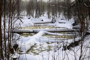 Frozen mire with logs in Swedish lapland photo