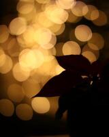Abstract shot of plant silhouette with beautiful light bokeh photo