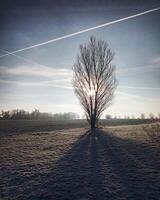 Meadow and field on a frosty winter morning with backlit trees photo