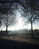 German field on a frosty winter morning with backlit trees photo