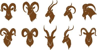 Wild Ibex Head for Animal-Themed Projects vector