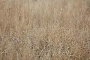 Pattern of dry beige grass. Abstract background photo