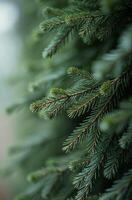 Christmas tree close, beautiful macro background of spruce branches photo