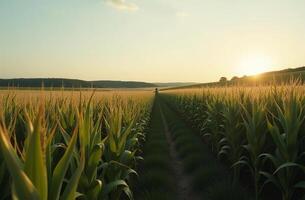 Corn cob tasty on vegetable garden, farm, seedlings, plants, vegetables photo