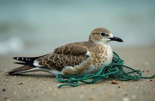 Seabird entangled net, environmental pollution, damage to animals photo
