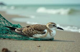 Seabird entangled net environmental pollution, damage to animals photo