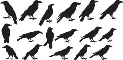 Crow Silhouette with Details for Realistic Bird Illustrations vector