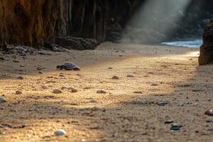 A turtle on a beach with a sunbeam coming through the rocks photo
