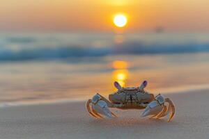 A crab on the beach at sunset photo