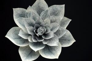 Intricate Veined Flower Blossom in Monochrome photo