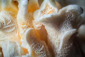 Intricate Coral Structure Detailed Close Up photo