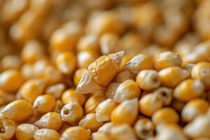 Golden Popcorn Kernels Close Up View photo