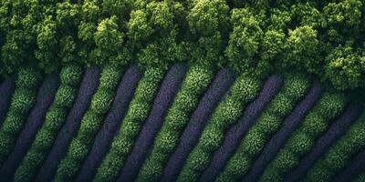 Aerial View Lavender Field Purple Rows Green Trees Nature Landscape photo