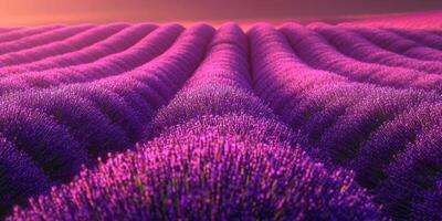 Serene Lavender Field at Sunset Rows of Purple Flowers Nature Photography photo