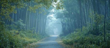 Serene Bamboo Forest Path Misty Morning Nature Scene photo