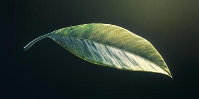 Lush Green Leaf Sunset Light Nature Detail High Resolution Image photo
