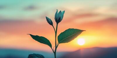 Sunrise Bloom Flower Silhouette Pastel Sky Timelapse Photography photo