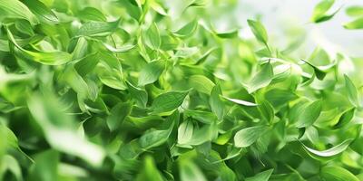 Lush Green Leaves in Gentle Breeze Nature s Serenity High Res Photo
