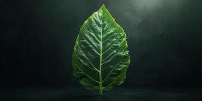 Dramatic Single Green Leaf Dark Background Nature Photography High Resolution photo
