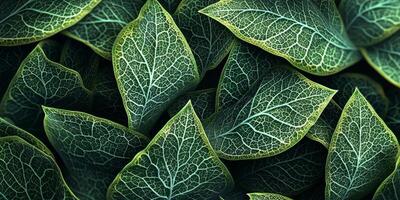 Lush Green Leaves Abstract Nature Texture Botanical Background photo