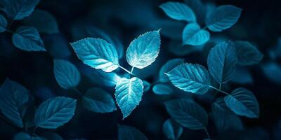 Mystical Forest Glowing Blue Leaves Nature Background photo