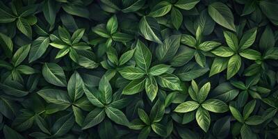 Lush Green Leaf Background Nature Foliage Plants Texture Botany Ecology Garden Spring Summer photo
