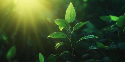 Sunlit Green Plant Sprout Nature Growth Photosynthesis Ecology photo