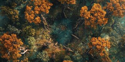 Aerial View of Autumn Forest Canopy Lush Greens Orange Leaves High Resolution photo